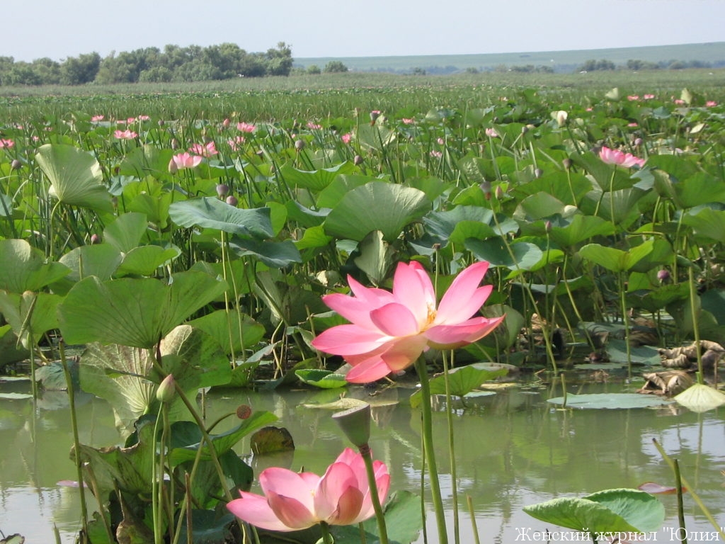 Волгоградское озеро розовых лотосов