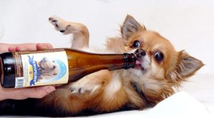 Алкоголизм у животных