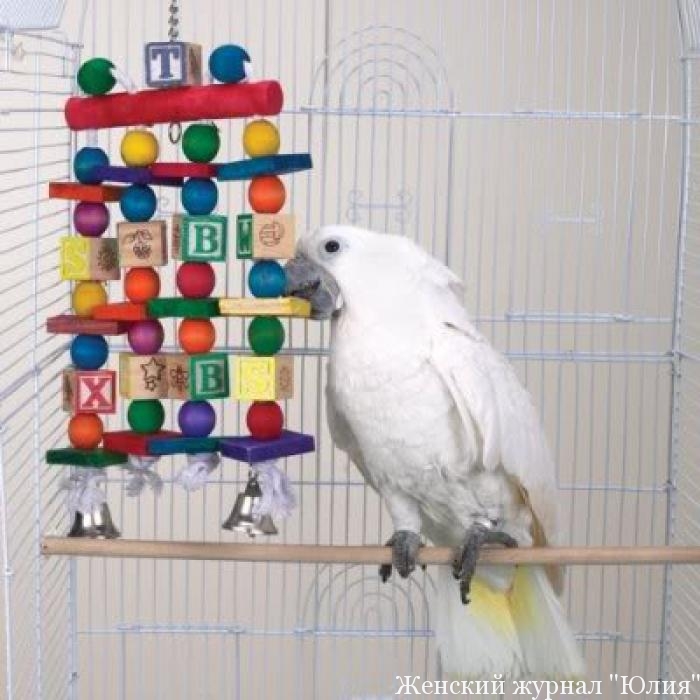 какие игрушки можно сделать попугаю