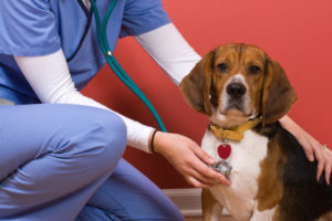 A veterinarian checking out a beagle dog.