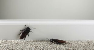 Борьба с тараканами как избавиться от тараканов в доме - 31